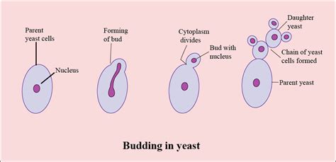 In the figure of budding in Yeast, structures a, b, c, and d should be ...