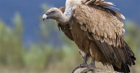 Griffon Vulture Bird Facts (Gyps fulvus) | Birdfact