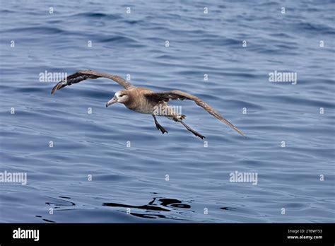 Black-footed Albatross (Phoebastria nigripes) in the North Pacific ...