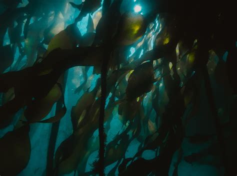 Kelp Forests - A Vital Habitat — The Marine Diaries