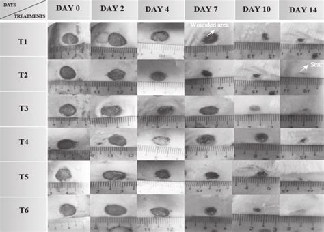 Visual observation of wound healing process and wound size between ...