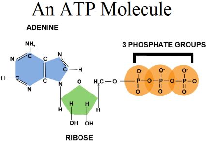 Biology: ATP Diagram | Quizlet