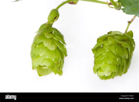 fresh green hop fruit detail isolated on white Stock Photo - Alamy