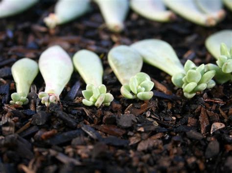 How to Propagate Succulents in 4 Simple Steps - World of Succulents ...