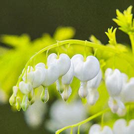 Dicentra spectabilis White Gold | K. van Bourgondien