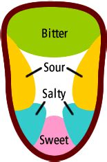 Tongue Diagram Taste Buds