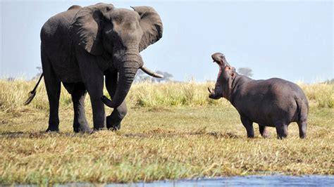 Hippo vs. elephant: Animal giants face off | Fox News