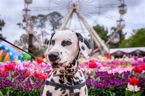 Floriade's theme for 2023 has been released and yes, Dogs' Day Out will ...