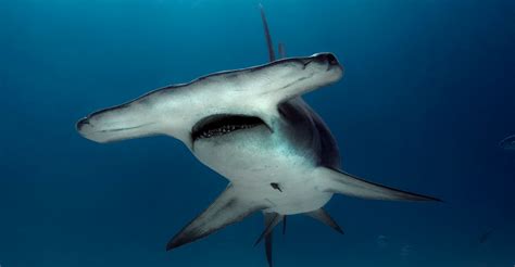 Fishermen Drag Endangered Hammerhead Shark Onto Florida Beach | HuffPost