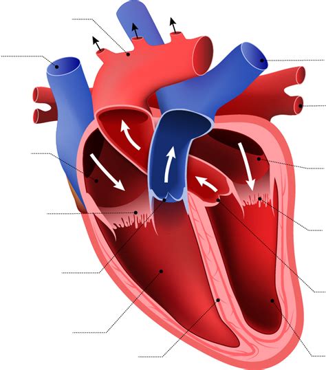 Labeled Heart