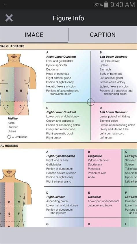 Abdominal Quadrants | Medical surgical nursing, Emergency medicine ...