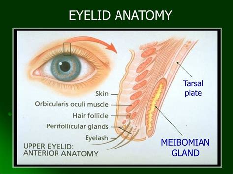 PPT - Disorders of the Eye PowerPoint Presentation, free download - ID ...