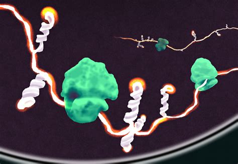 Mrna Structure