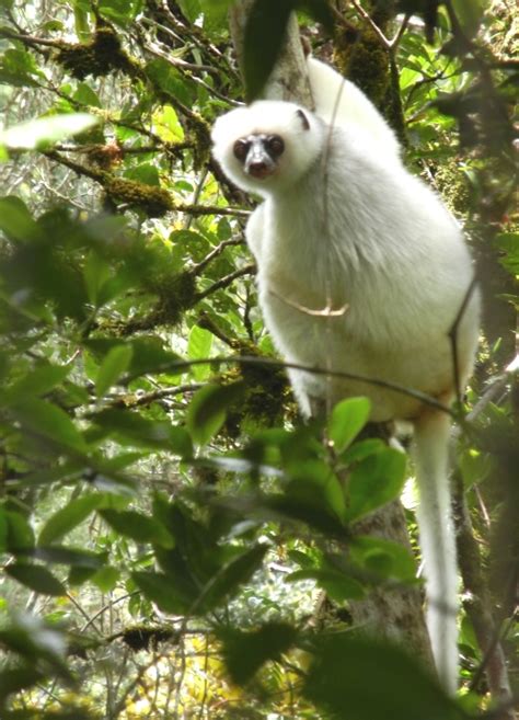 Silky Sifaka - The Lemur Conservation Foundation