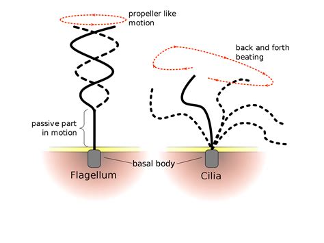 flagella microtubules - Google Search | Células procariotas, Bioquímica ...