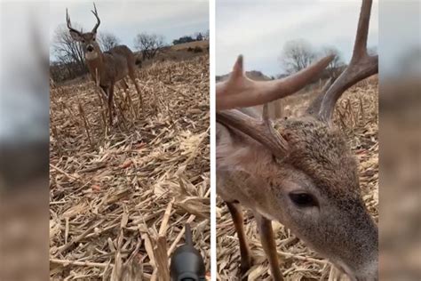 8-Point Buck Walks Right Up and Sniffs the Muzzle of Hunter's Rifle ...