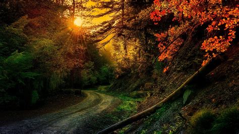 Path Between Colorful Autumn Trees In Forest With Sunrays 4K HD Nature ...