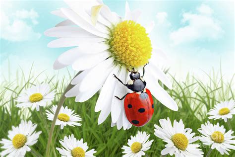 Ladybug On Daisy Flower Design Mixed Media by Pics For Merch