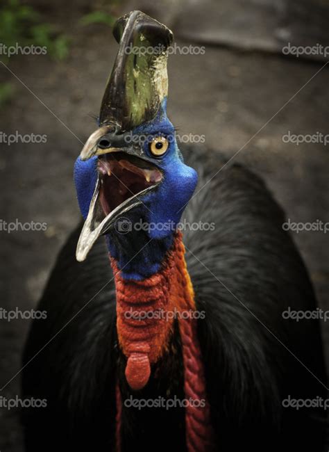 Angry Casuarius Stock Photo by ©Santonius 23739691