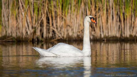 Simple wildlife photography tips for 2017 | DR Photos