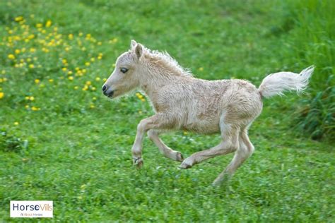 What is a Baby Horse Called? (Equine Expert Answered)