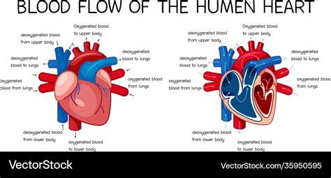 Blood flow human heart diagram Royalty Free Vector Image