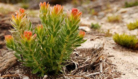 Growing a Sustainable Fynbos Garden | Tips for Success