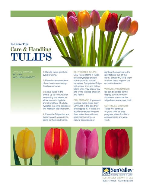 Tulips; Care and Handling | Tulip care, Tulips, Flowers