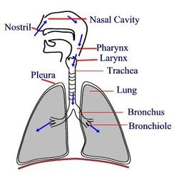 Respiratory System - 11 Human Body Systems