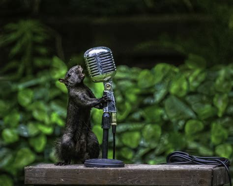 This photographer shoots cute animals playing musical instruments