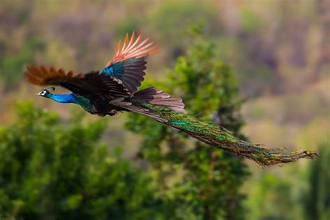 Can Peacocks Fly? - WorldAtlas