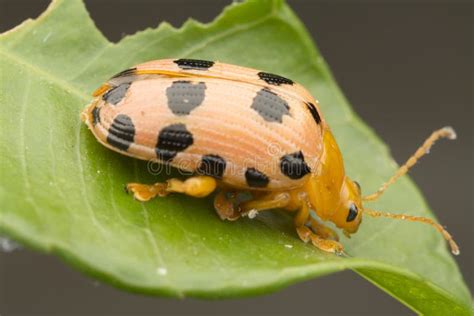 Close Up Shots of the Life Cycles of Leaf Beetle Stock Photo - Image of ...