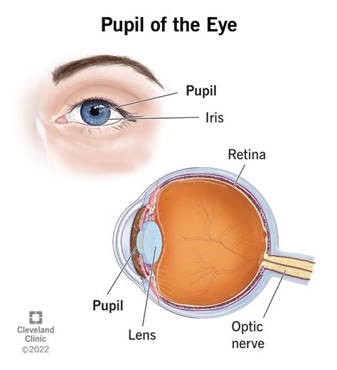 Pupil of the Eye: Definition, Anatomy & Function