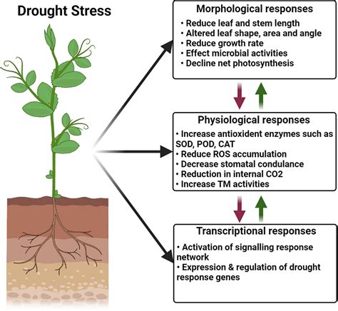 Frontiers | Plant Growth-Promoting Rhizobacteria Eliminate the Effect ...