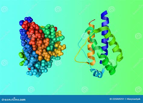 Crystal Structure And Space-filling Molecular Model Of Human ...