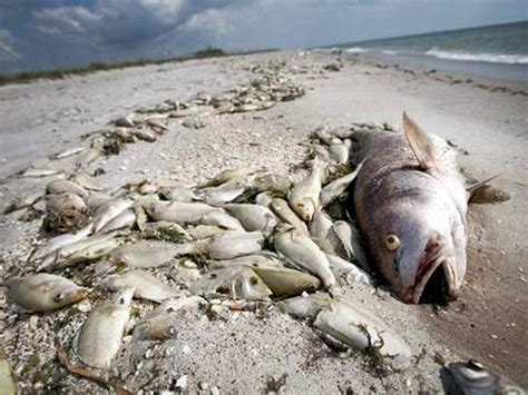 Hundreds of dead fish washed up in Mar Menor - The Leader