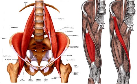 Hip Flexor Treatment in Newcastle | Your Trusted Physio