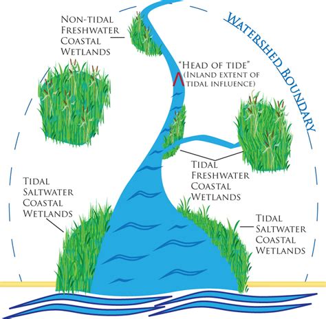 Wetlands Biome Map