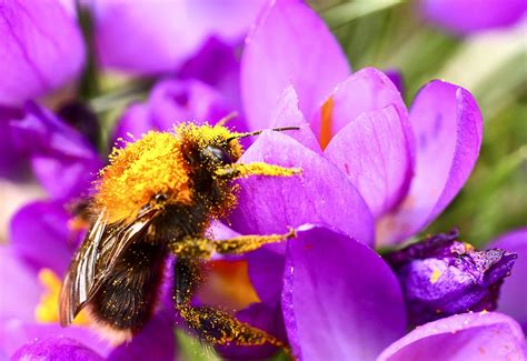 Bees Pollinating Flowers Images - Pollinator High Res Stock Images ...