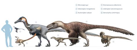 Dinosaur Classification – Historical Geology