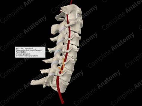 Articular Capsule of Zygapophyseal Joint (Cervical Part; Right ...