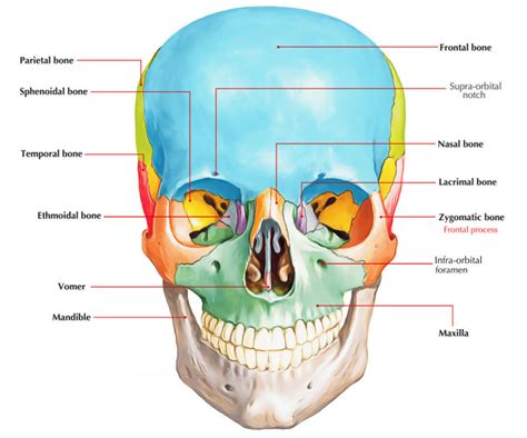 Frontal Process of Zygomatic bone | Skull anatomy, Anatomy, Human body ...