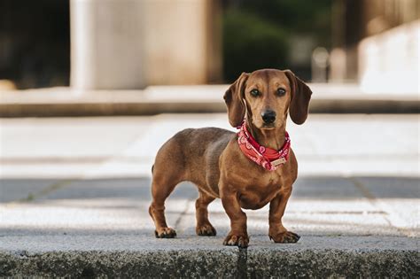 How Far Can You Walk A Miniature Dachshund