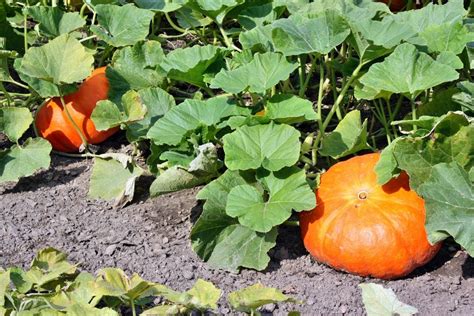 Cutting Back Pumpkin Vines - Learn How To Prune Pumpkins