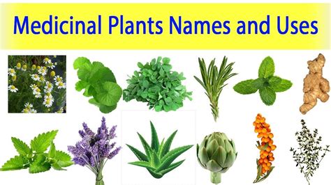 Medicinal Plants And Their Uses Ayurveda Plants Names Medicinal Plants ...