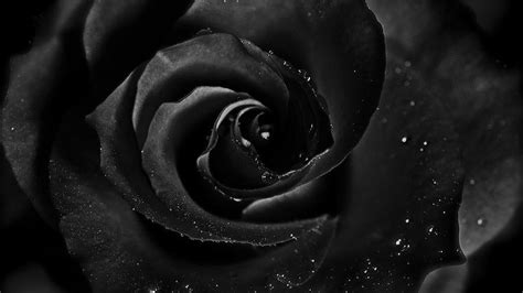 Terbaru 29+ Wallpaper Flower Black Rose - Gambar Bunga Indah