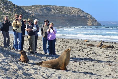 Full day Seal Bay Experience departing from Kangaroo Island South ...