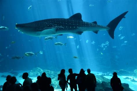 A whale shark swims past in Georgia Aquarium's Ocean Voyager exhibit, a ...