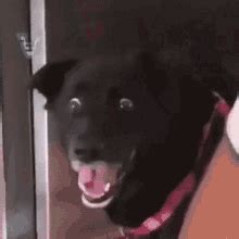 Shocked Dog GIFs | Tenor