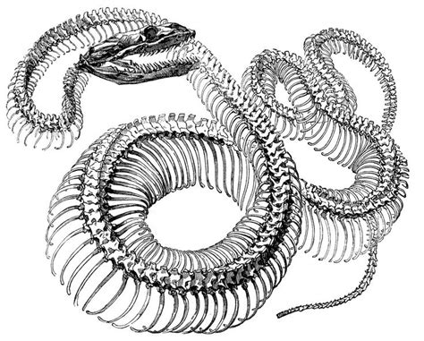 Antique Engraving Graphic - Snake Skeleton - The Graphics Fairy ...